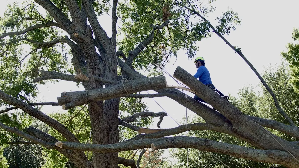 Professional Crown Thinning performed by certified arborists in Alger